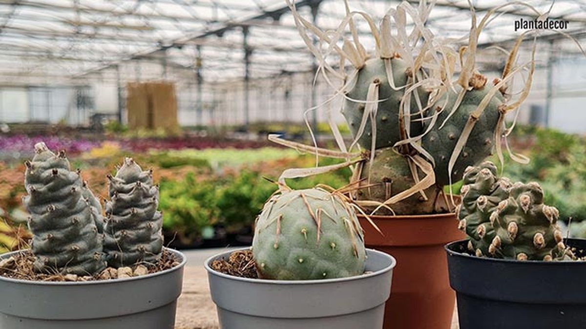 especies de tephrocactus