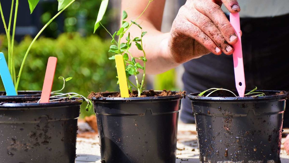 Las flores comestibles suelen necesitar una buena cantidad de sol.