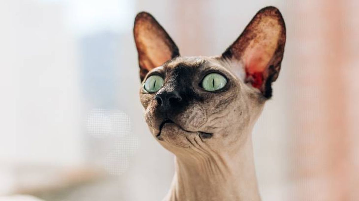 gato egipcio esfinge