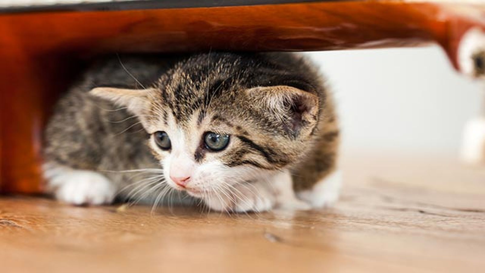 gato asustado gato asustado