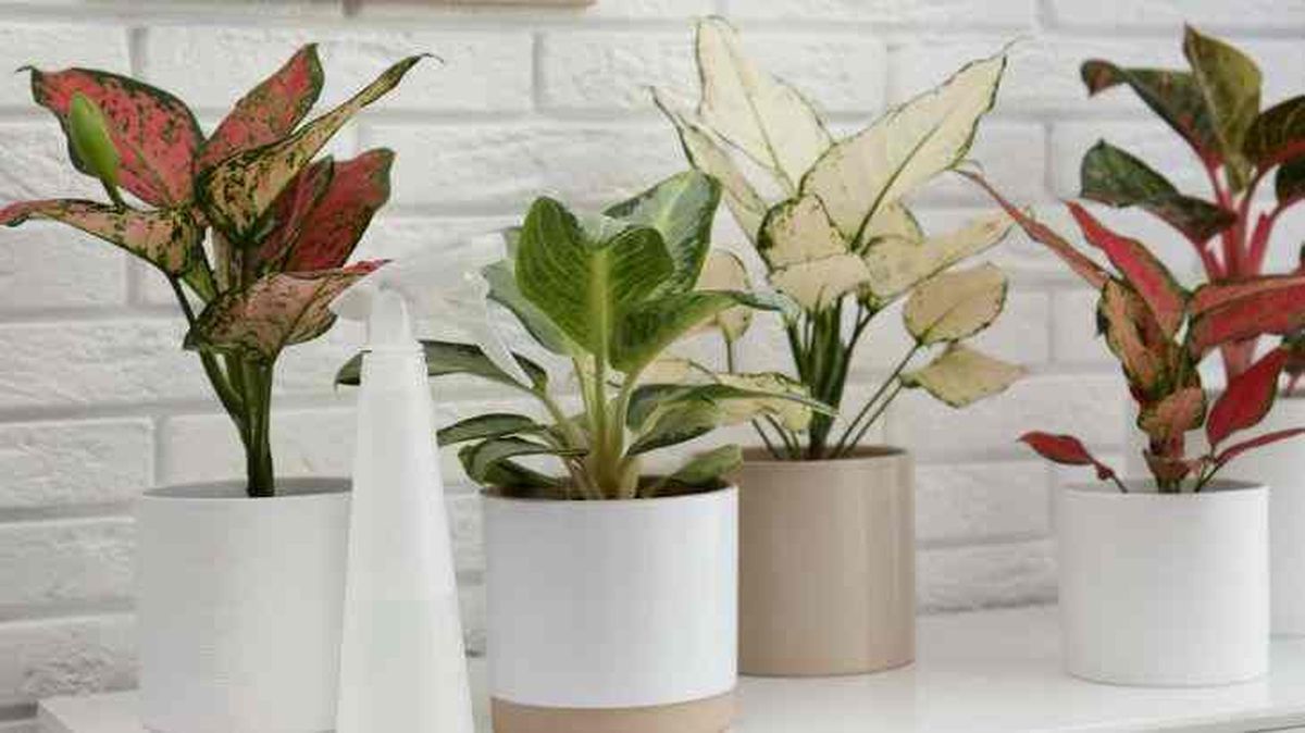 hojas de las aglaonemas