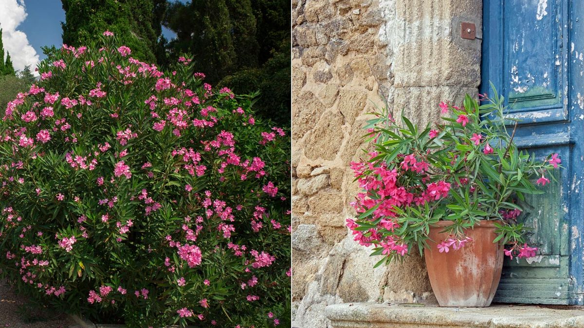 adelfa cuidados para su cultivo