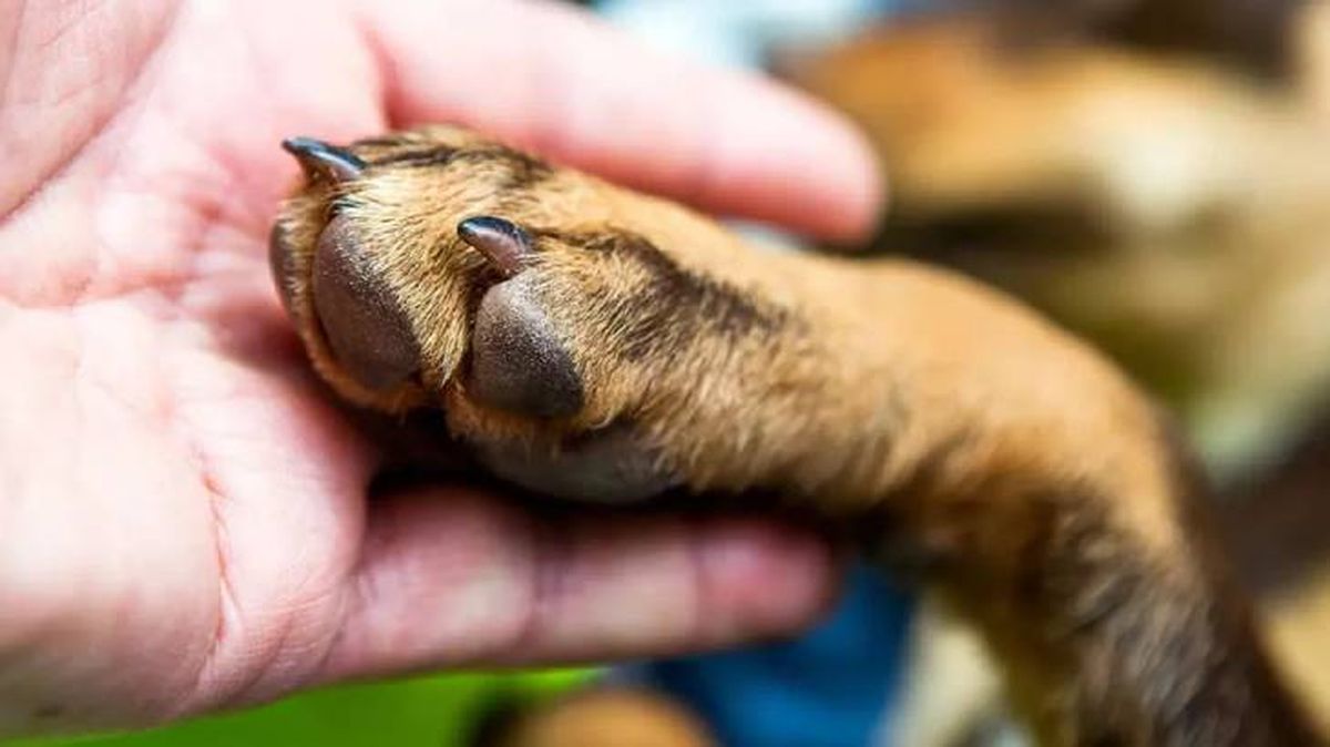 como cortarle los espolones a un perro (1)