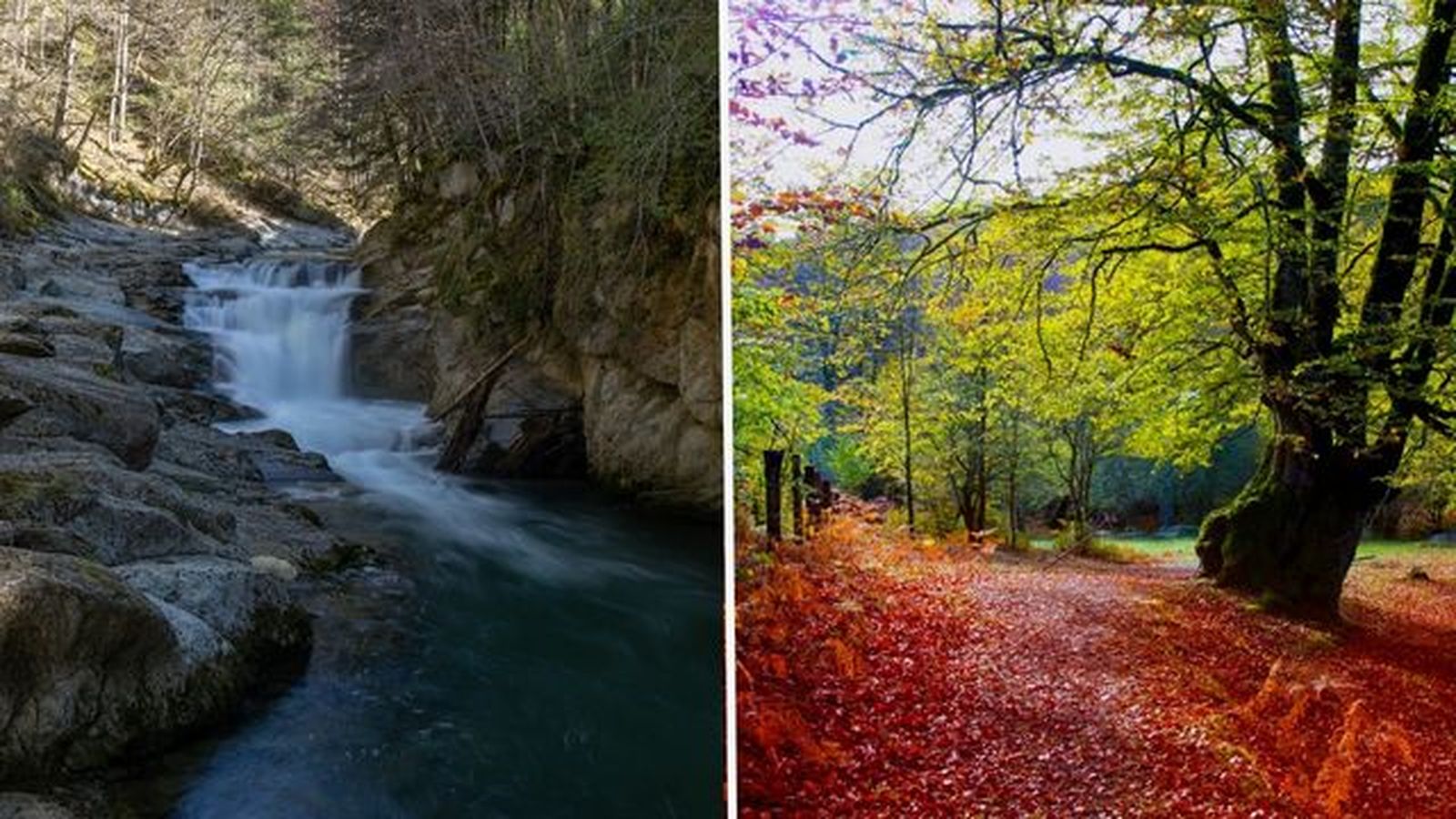 selva de irati bosque mas bonitos de espana