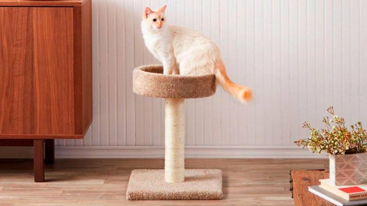 Los rascadores son muy conocidos y adorados por los gatos.