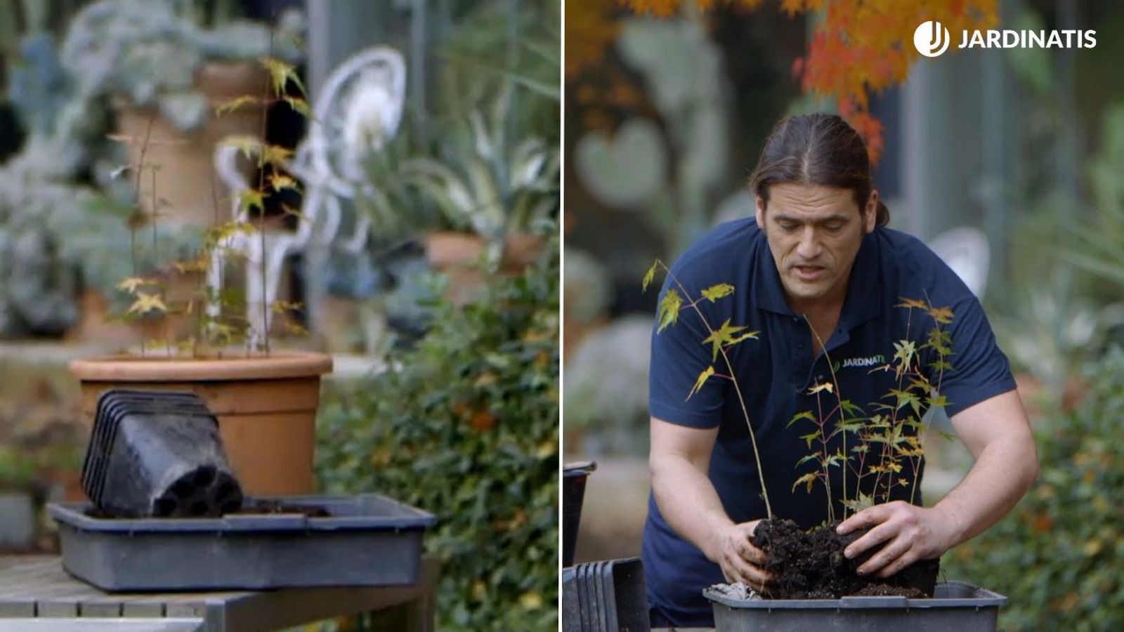 cuando trasplantar plantel de arce japones brico.1014