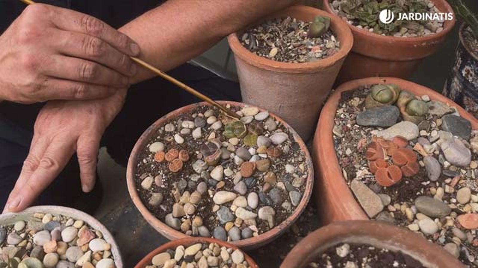 lithos planta del desierto se mimetiza con el entorno jardinatis lithos planta del desierto se mimetiza con el entorno jardinatis