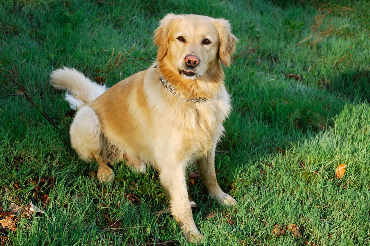 golden retriever xl