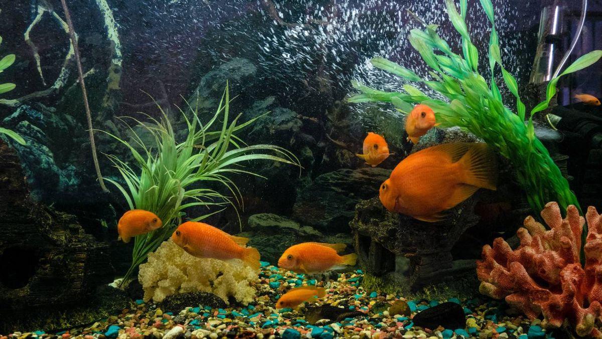 Mantener el agua del acuario clara y saludable es importante para el bienestar de tus peces.