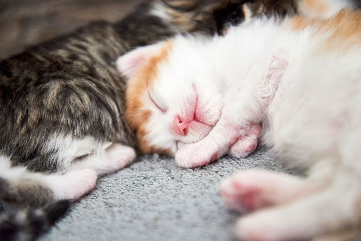 casa de acogida cachorros