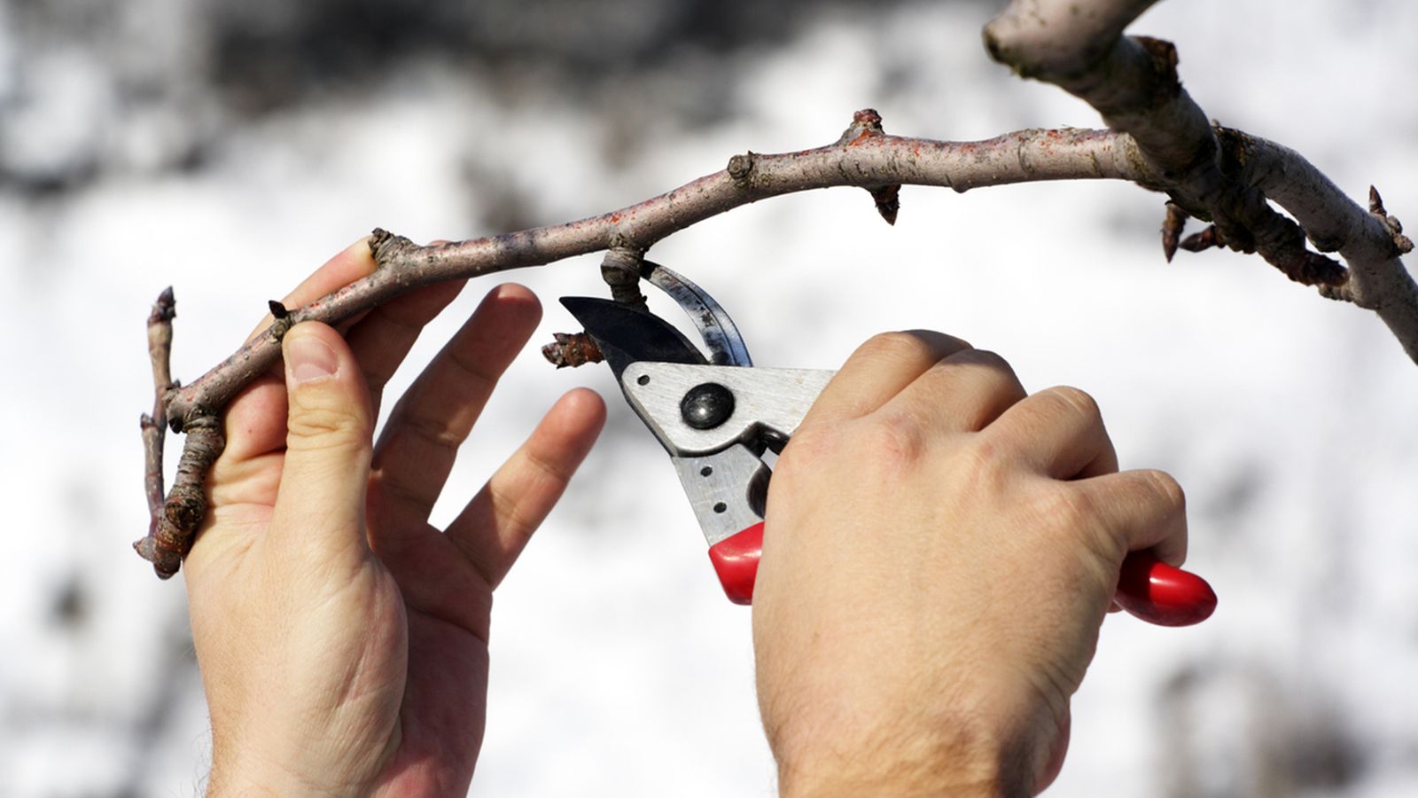 arboles frutales poda arboles frutales poda