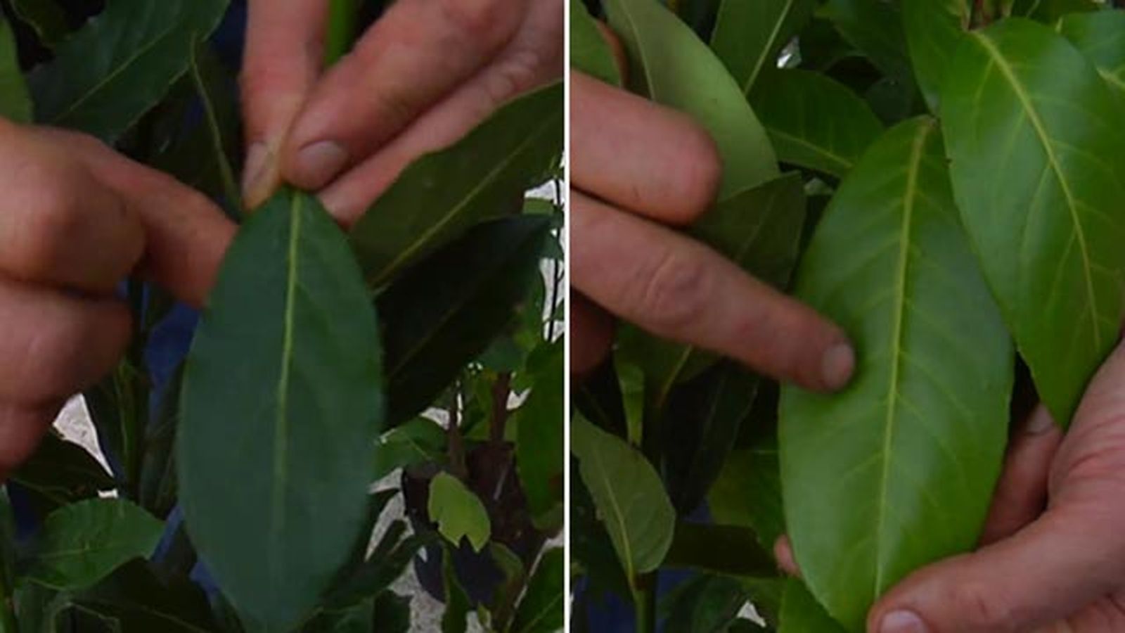 laurel cerezo laurel diferencias brico 854 laurel cerezo laurel diferencias brico 854