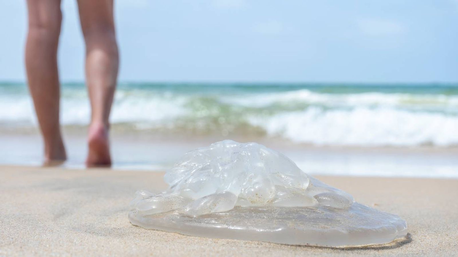 Veneno de las medusas: cuáles son peligrosas y cómo evitar la picadura