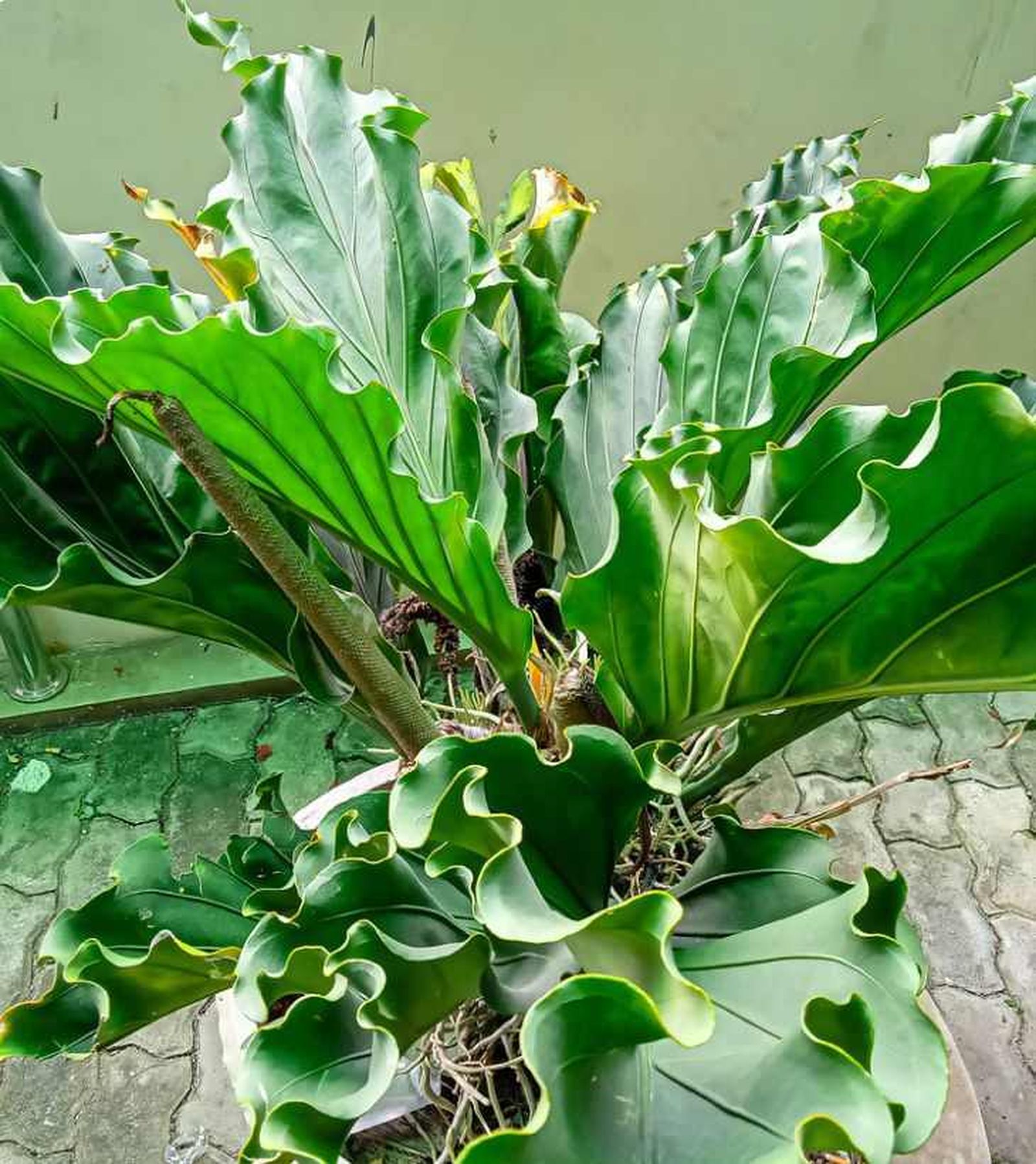 Anturio gigante o jungle king Anturio gigante o jungle king