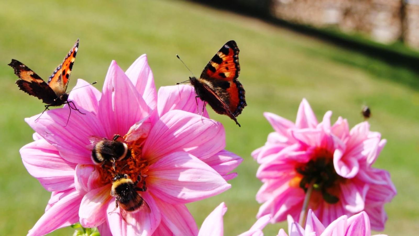 Mariposas en una Dalia rosa Mariposas en una Dalia rosa