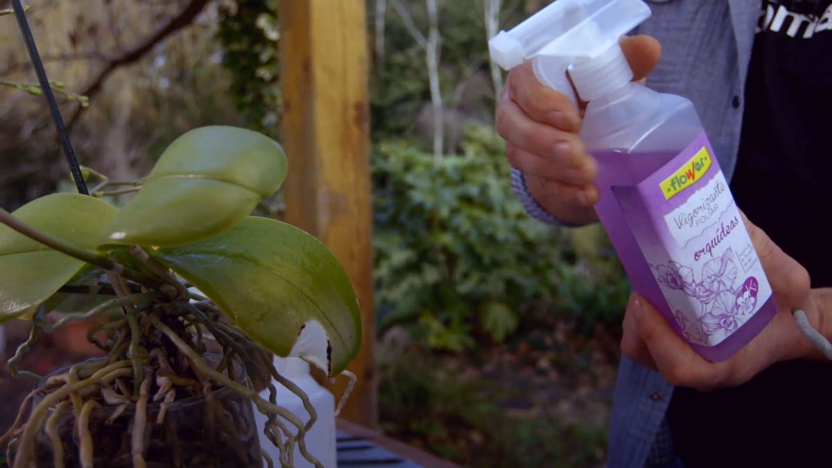 brico 0900 3 como recuperar orquidea paso 4