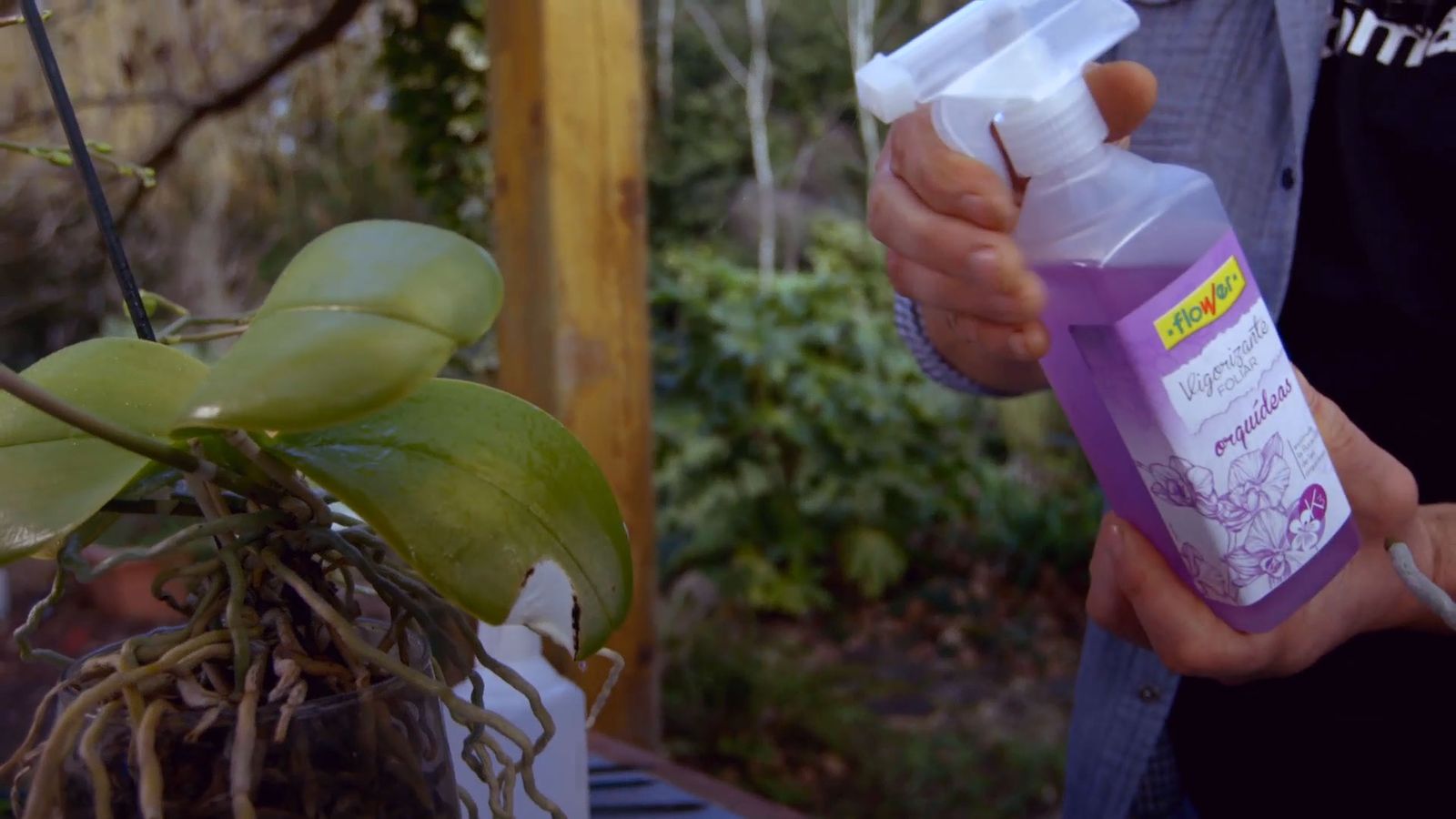 brico 0900 3 como recuperar orquidea paso 4