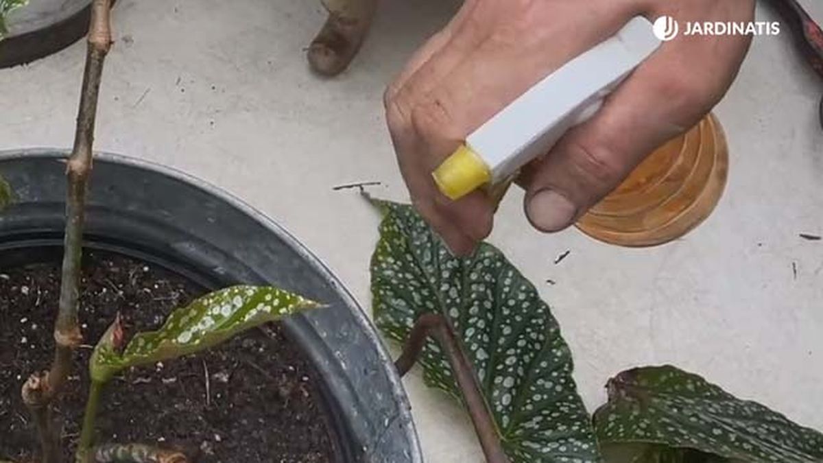 evitar oidio begonia maculata