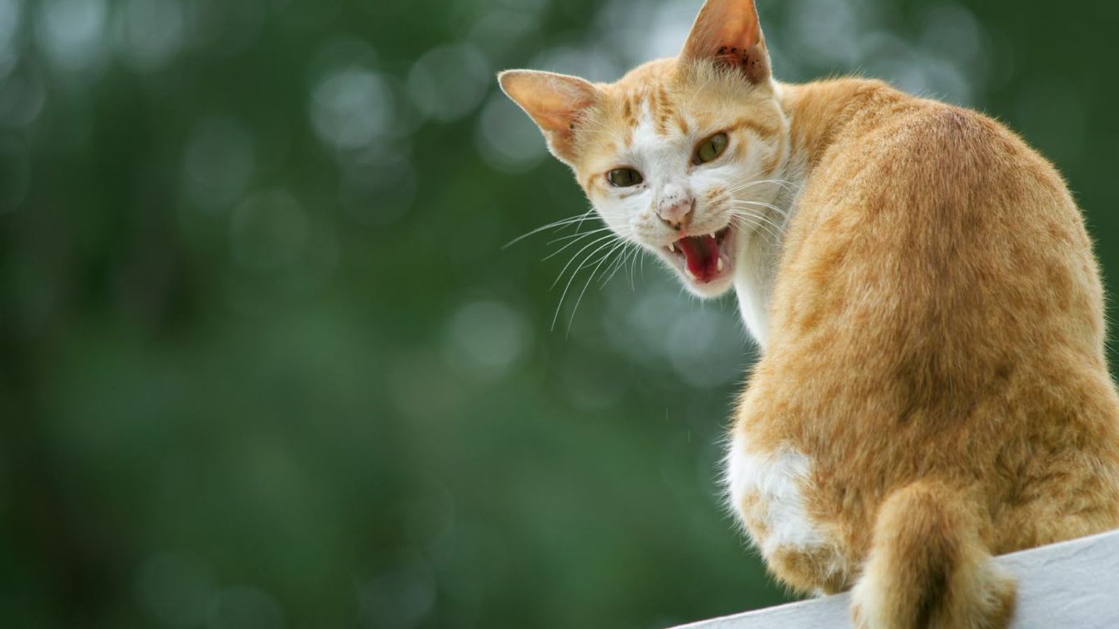 Un gato agresivo