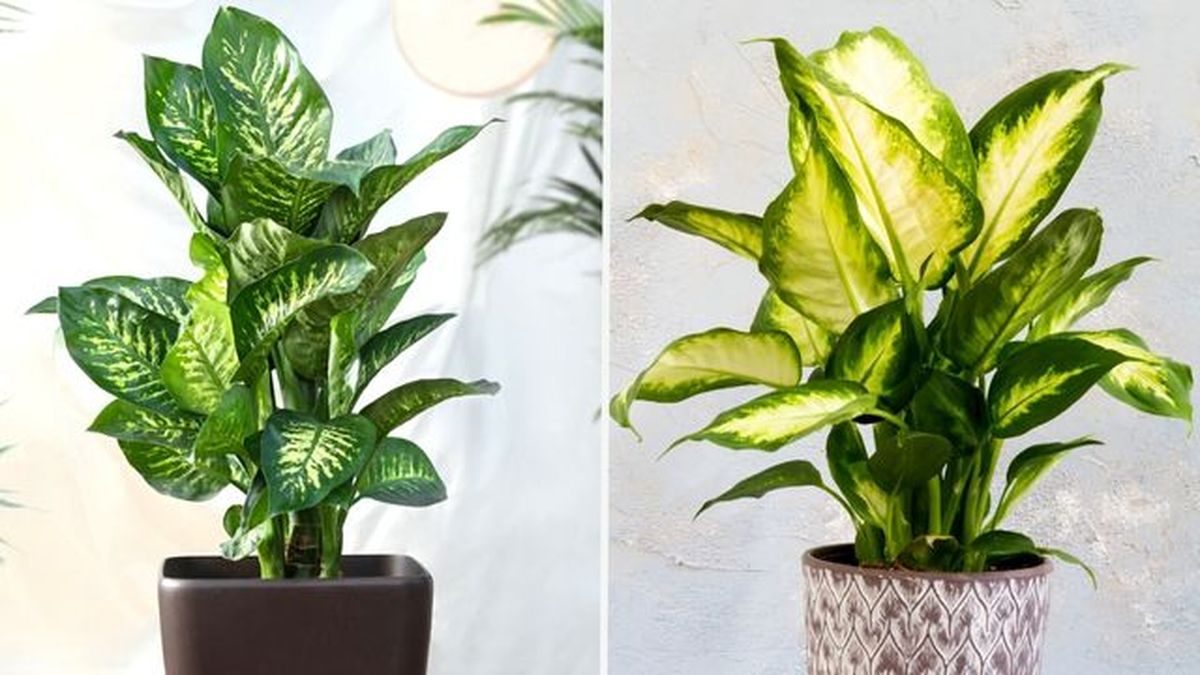 De izq. a drch.: Dieffenbachia amoena dumb y Dieffenbachia camilla.