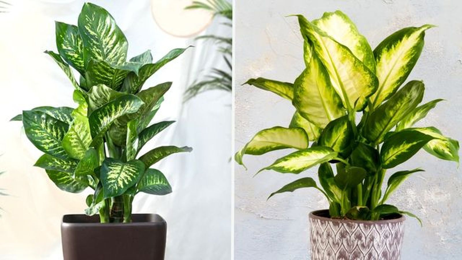 De izq. a drch.: Dieffenbachia amoena dumb y Dieffenbachia camilla. De izq. a drch.: Dieffenbachia amoena dumb y Dieffenbachia camilla.