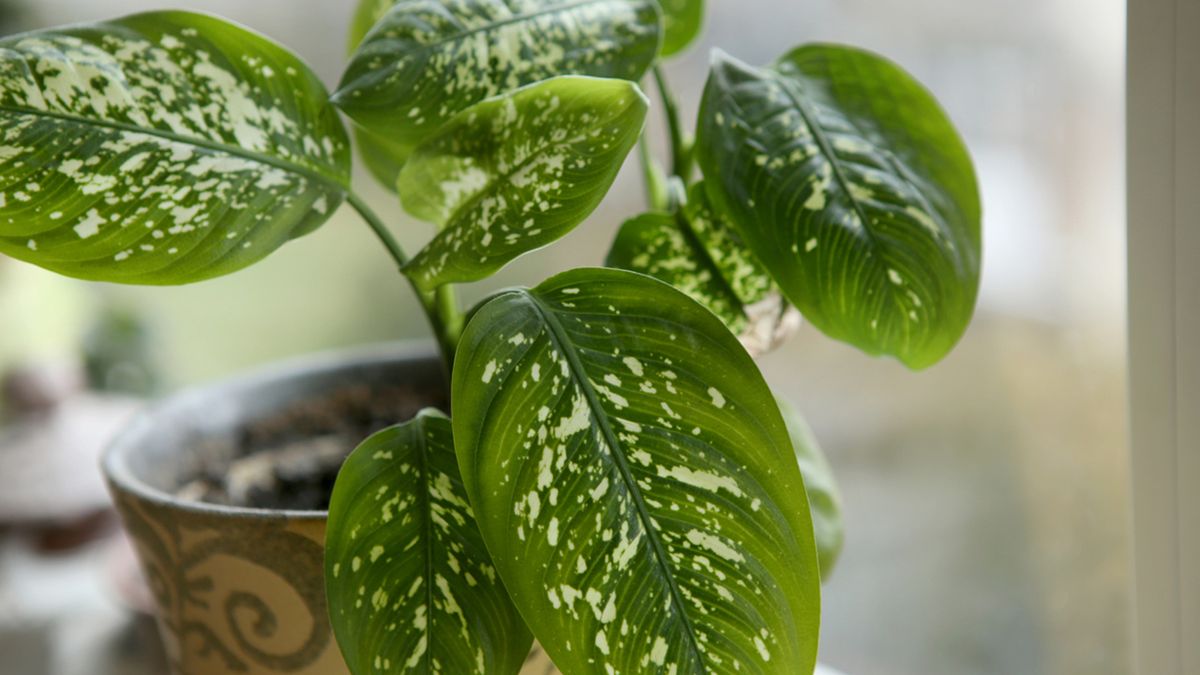 dieffenbachia planta retro