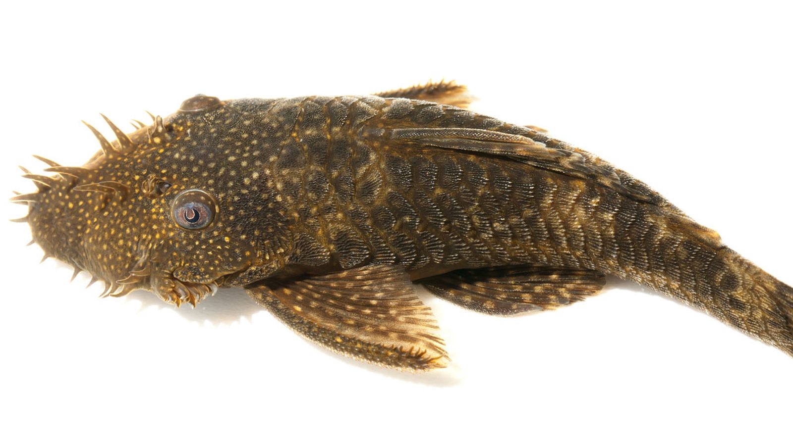 plecos plecos
