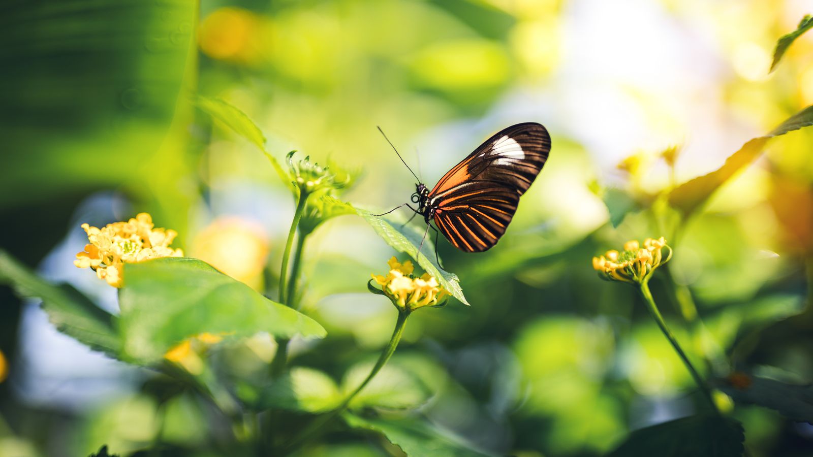 La biodiversidad depende de la cantidad de ambientes que sepamos crear
