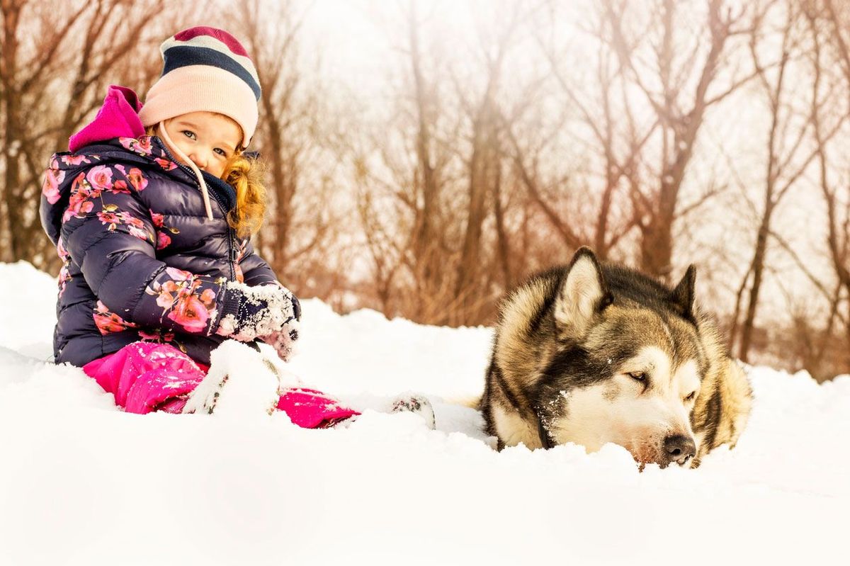 alaskan malamute caracter ficha