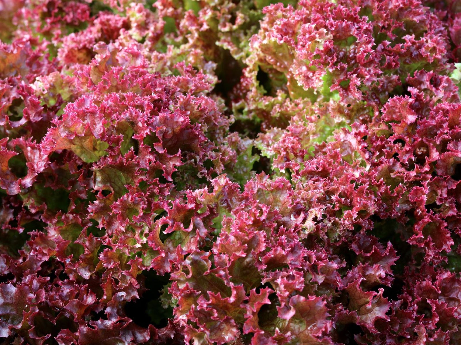 Lechuga lollo rosso Lechuga lollo rosso