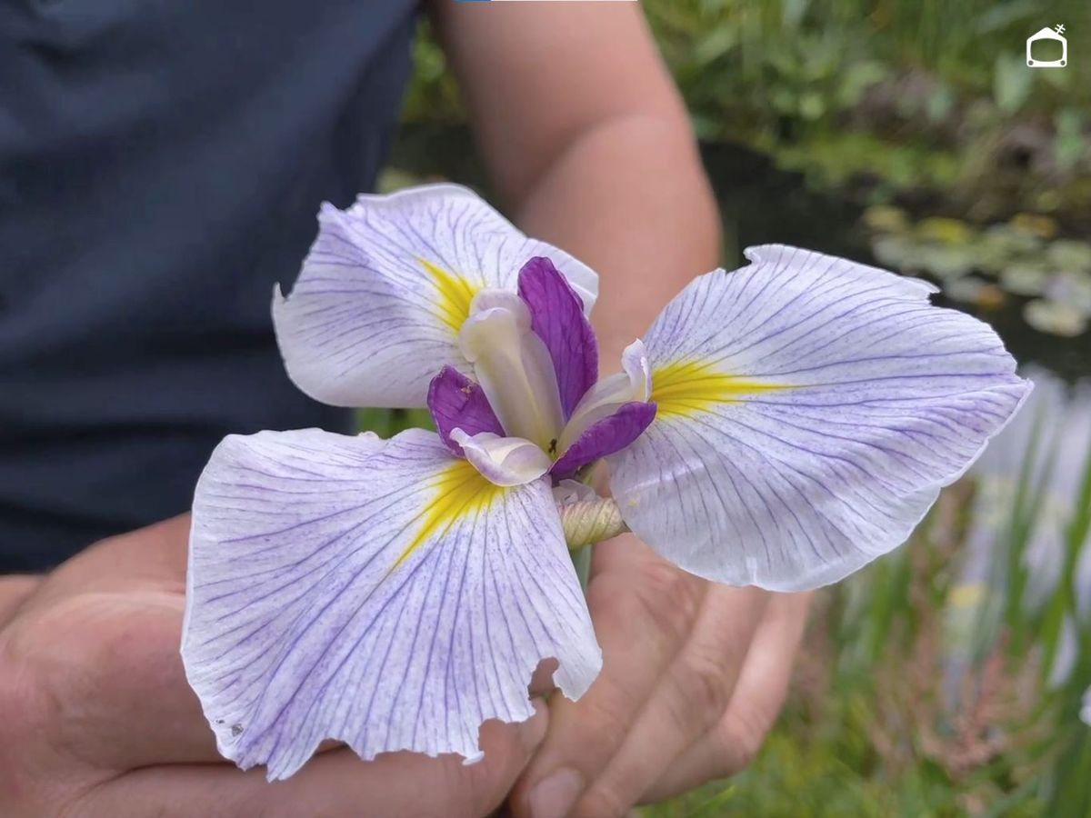 Las tonalidades de los pétalos son preciosas.