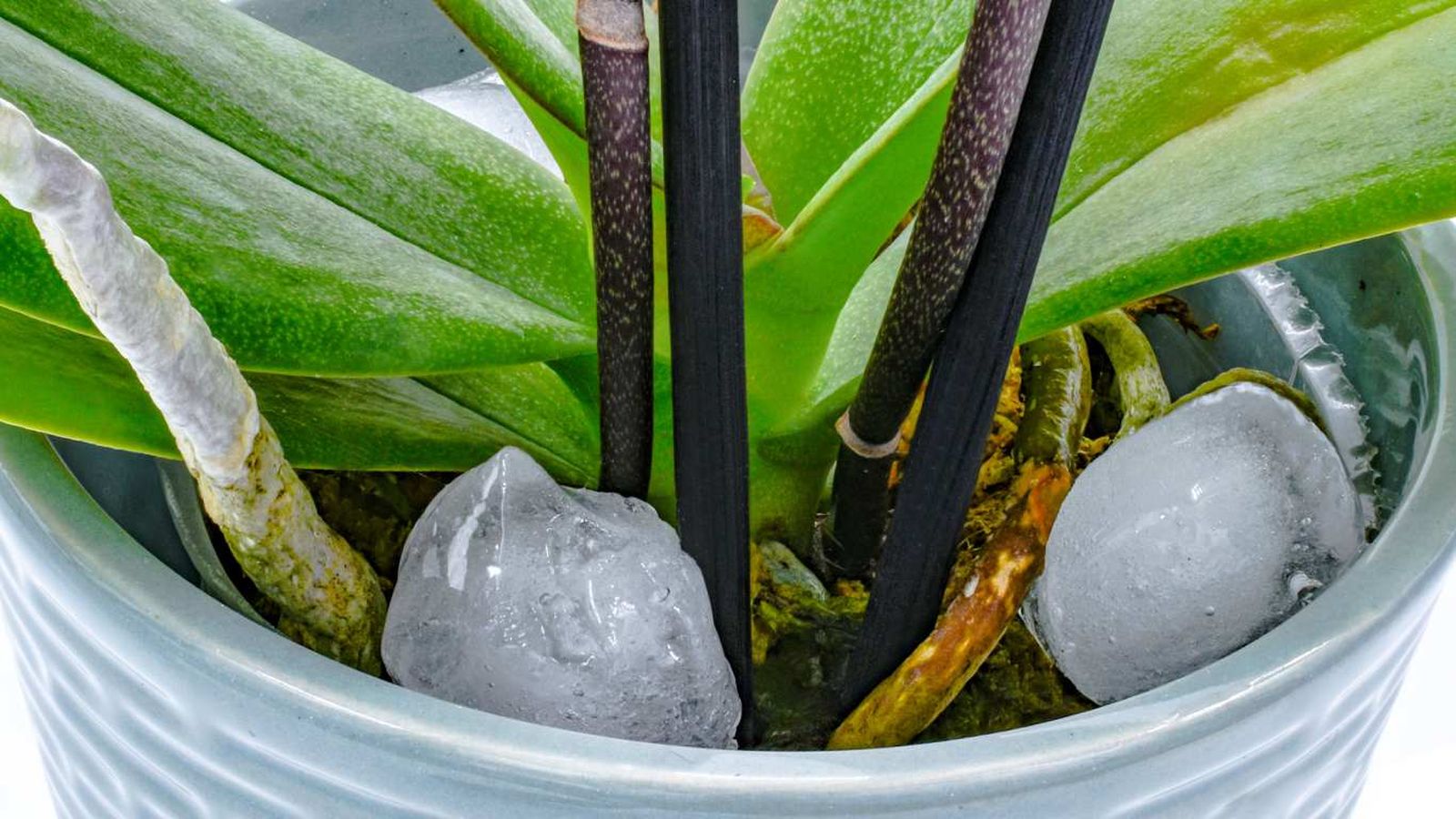 Regar orquideas con hielo.