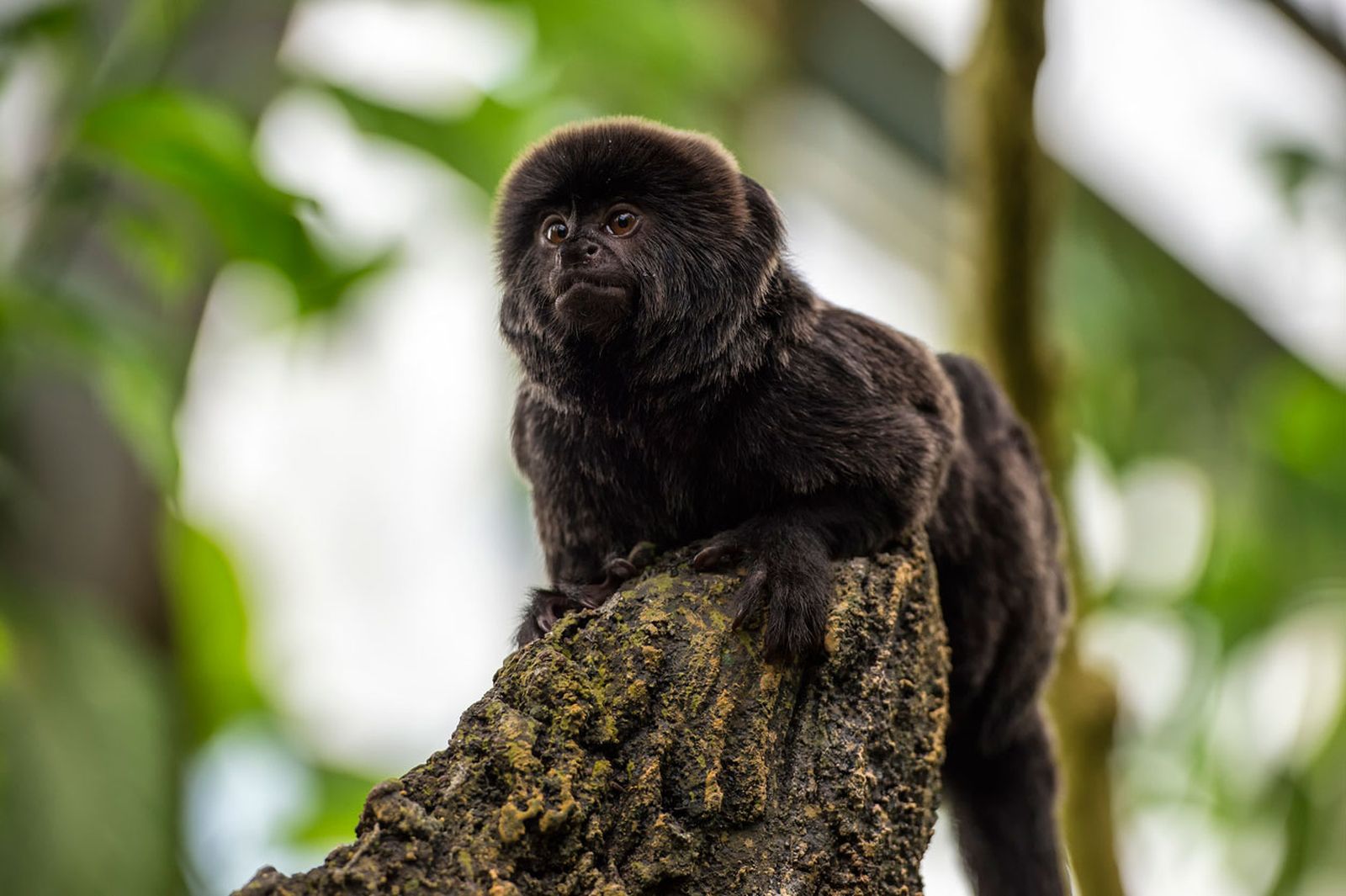 tipos de tit tamarino de goeldi tipos de tit tamarino de goeldi