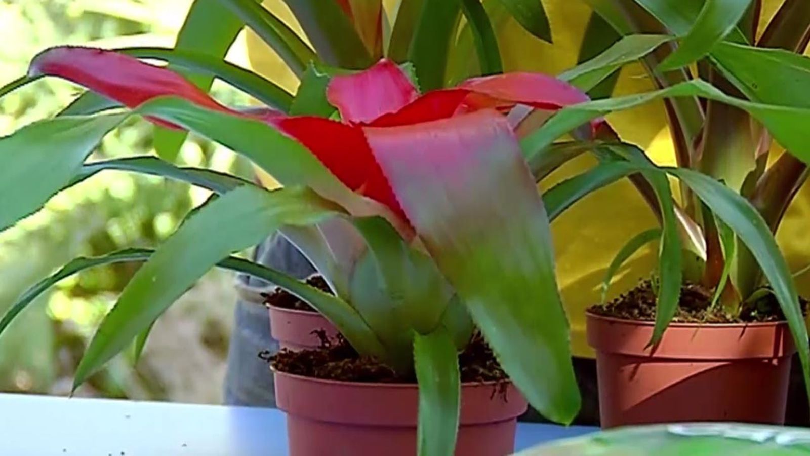 brico 681 plantas pequenas vestir la mesa bromelias brico 681 plantas pequenas vestir la mesa bromelias