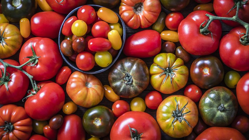 Descubre las distitnas variedades de tomate y cómo sacarle el máximo partido