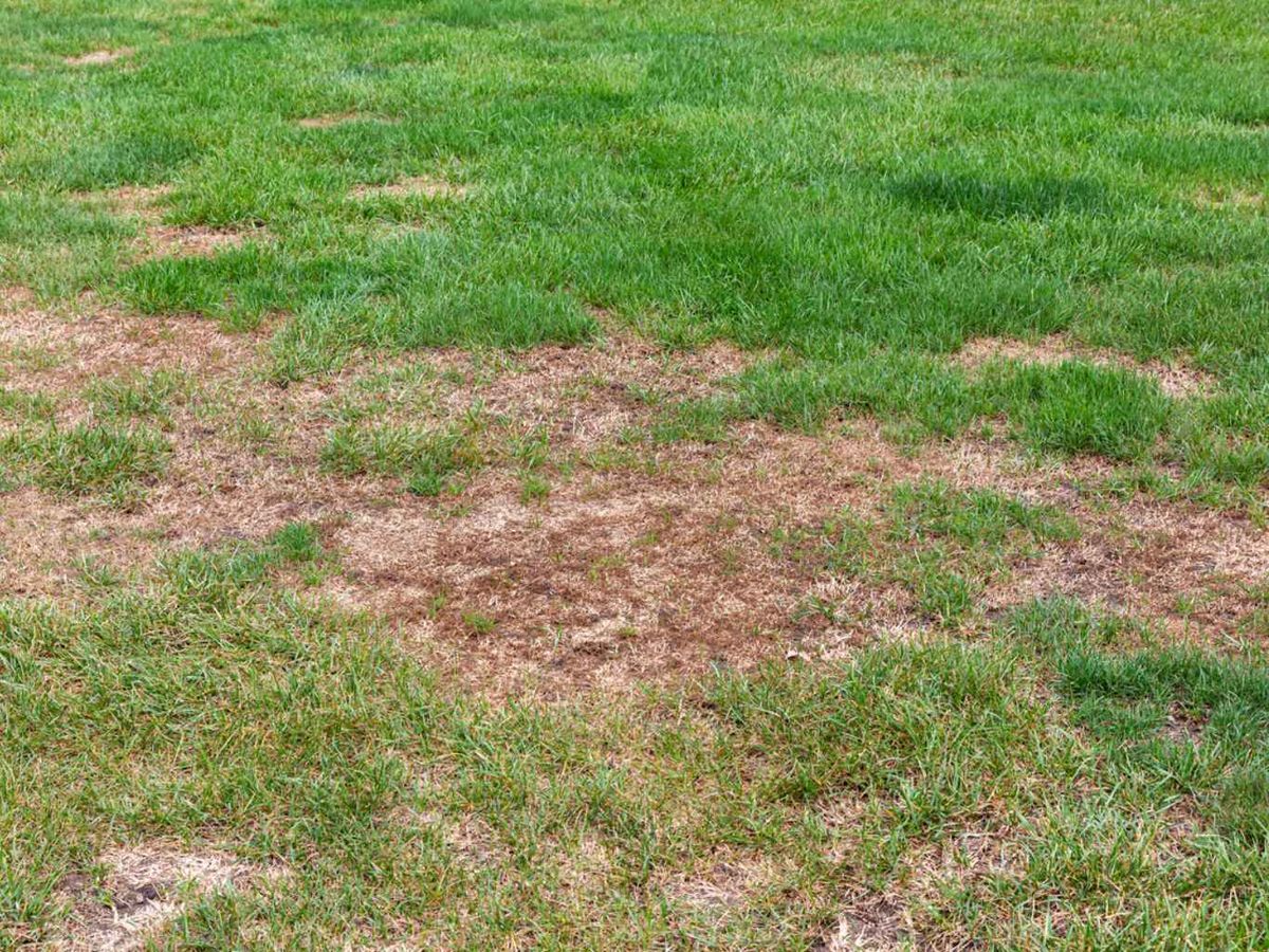 Hierba muerta en el césped