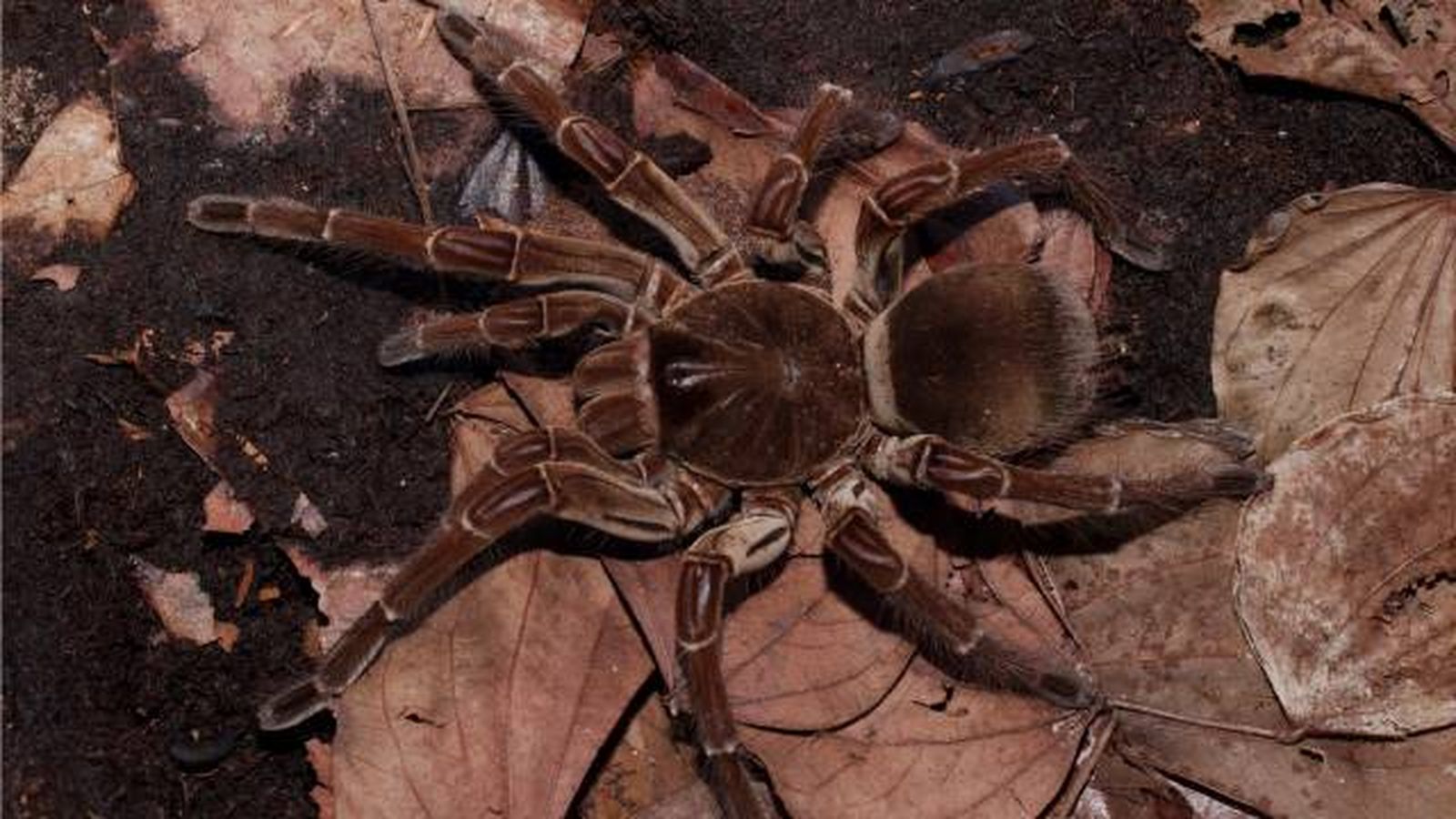 tarantula goliat arana mas grande del mundo tarantula goliat arana mas grande del mundo