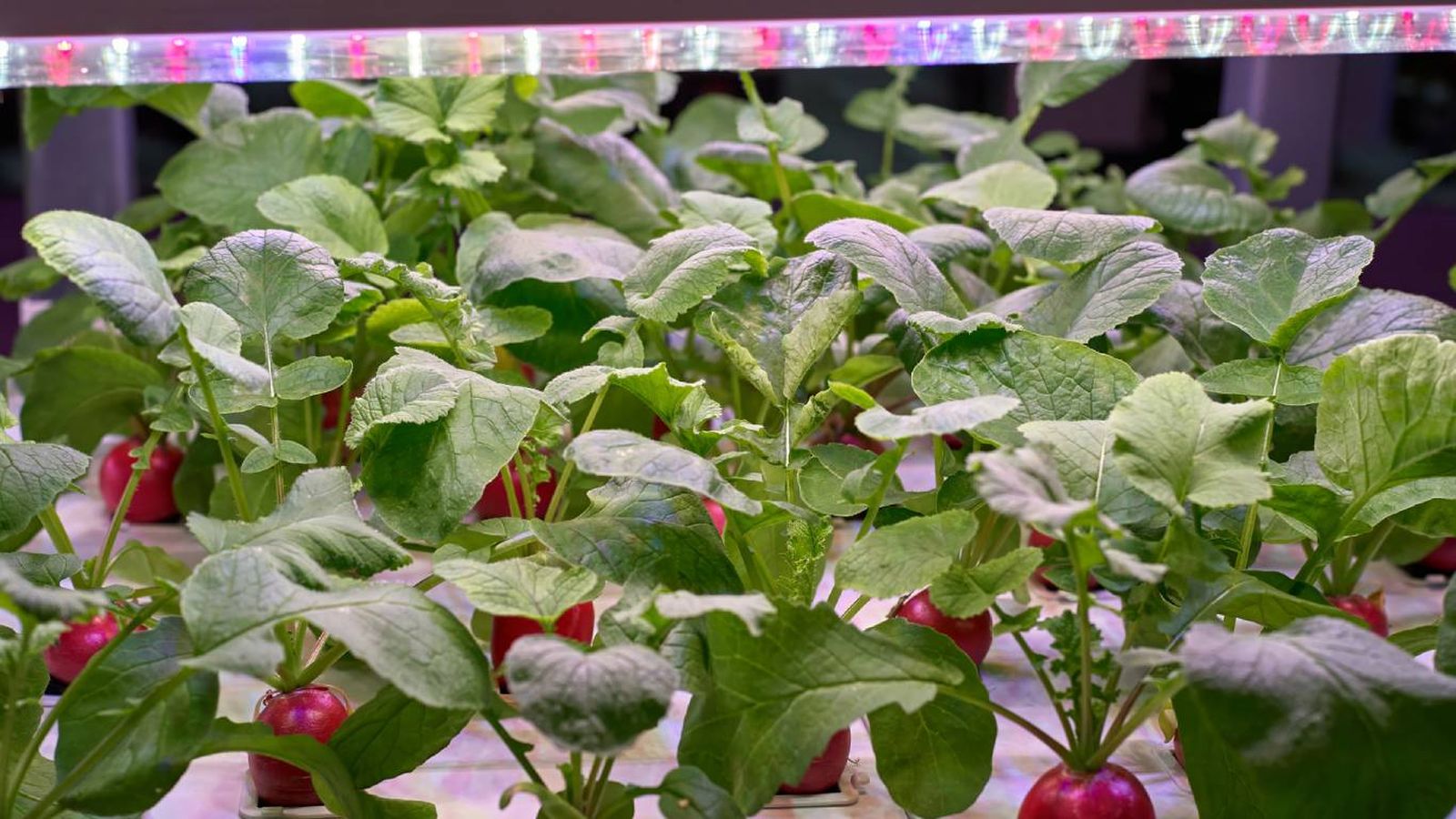Usos de la luz azul y roja en el cultivo de plantas