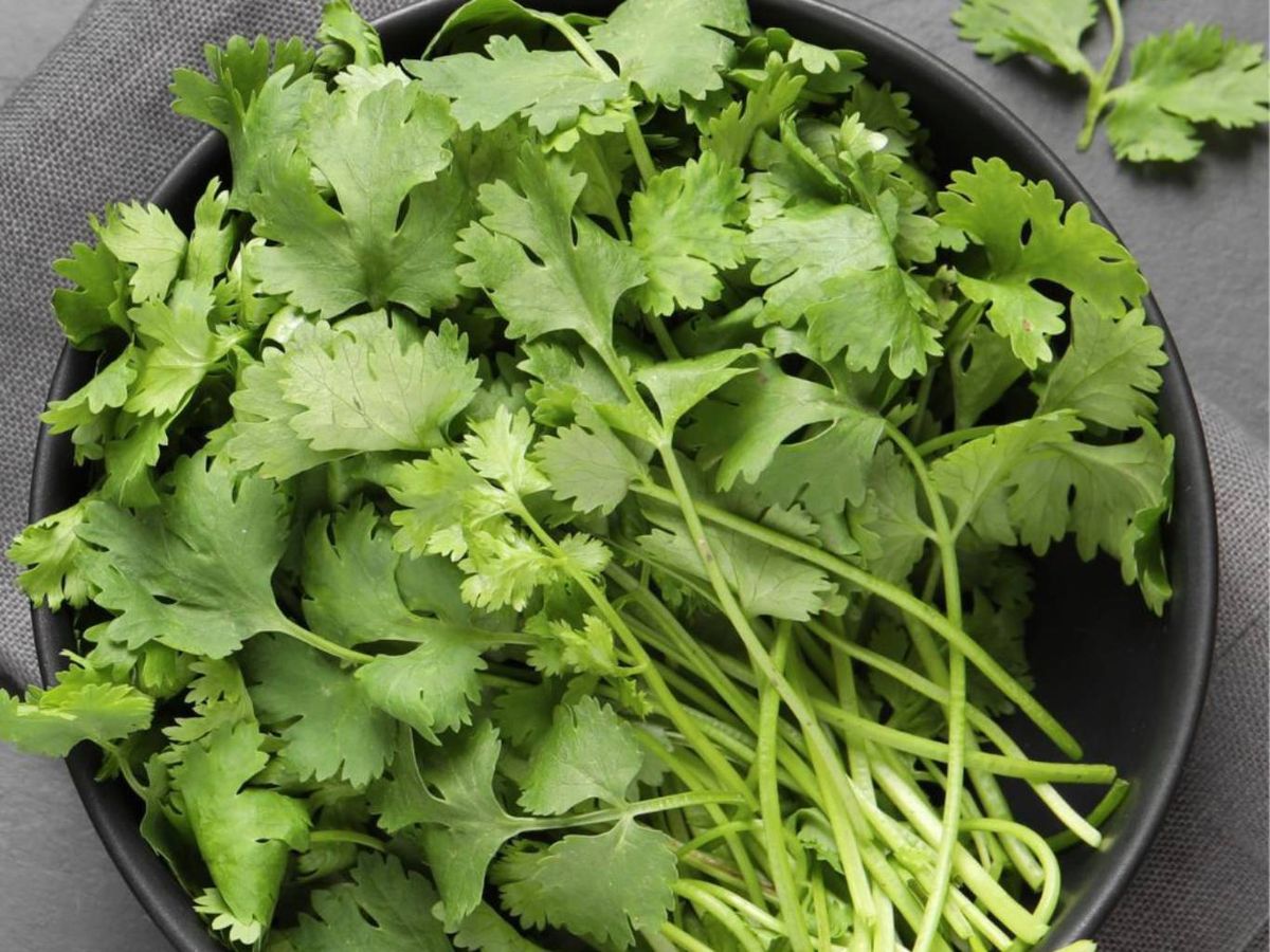 El cilantro fresco es muy apreciado en la cocina por su sabor intenso y aroma inconfundible.