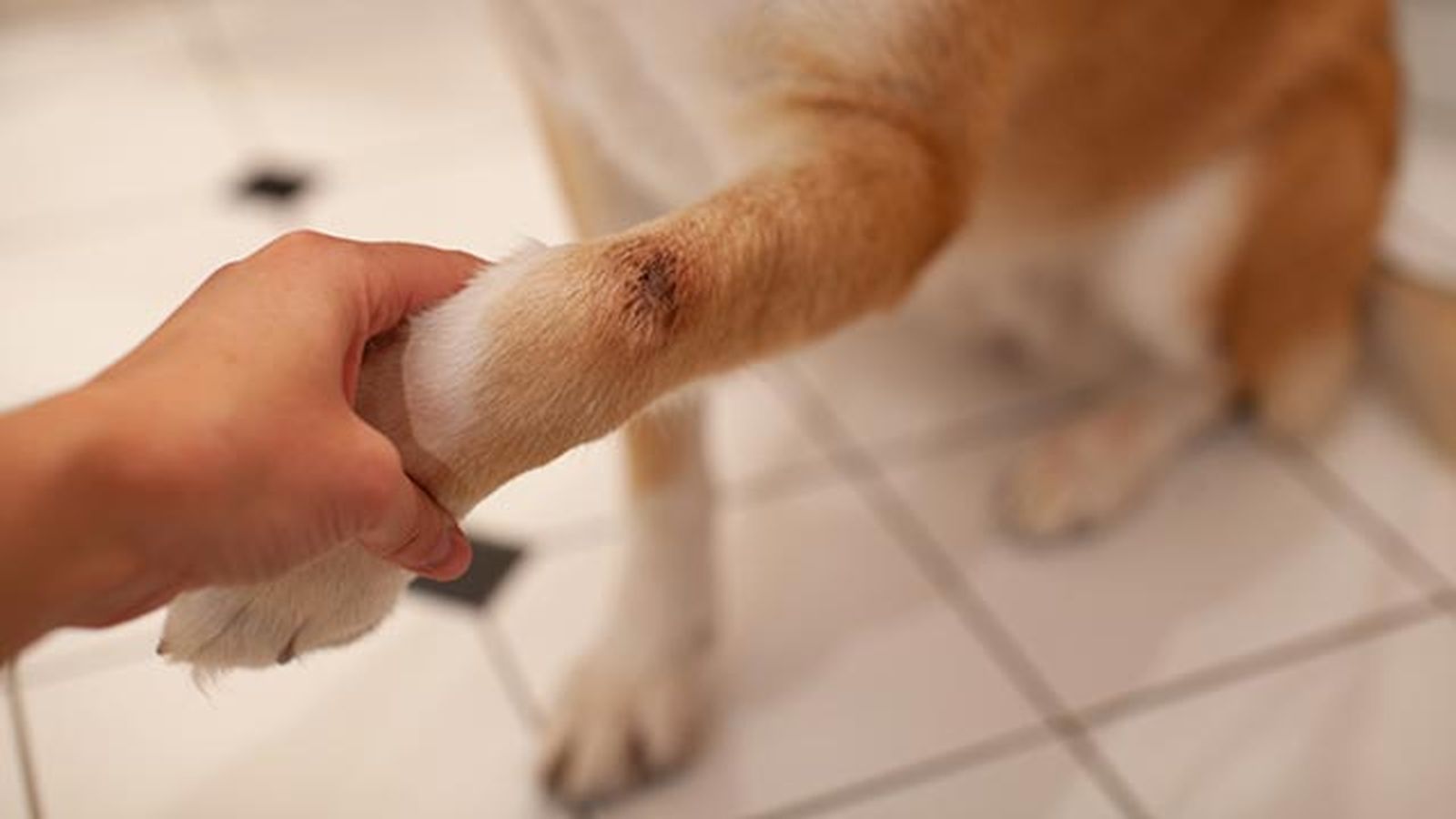 sarna perros patitas sarna perros patitas