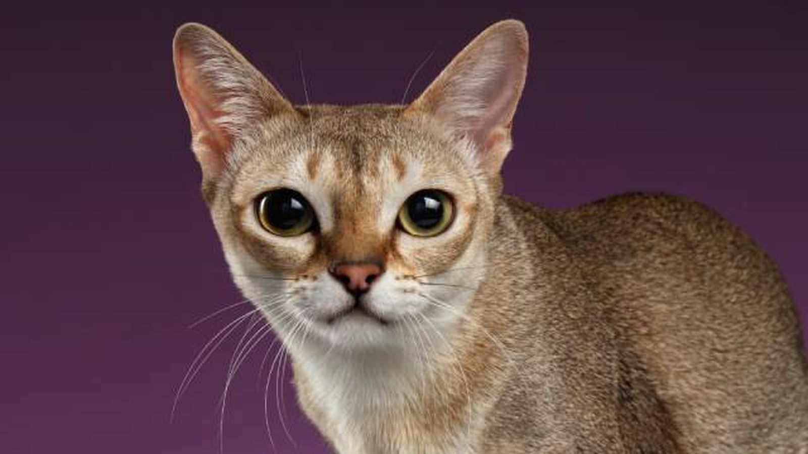 gato singapura ojos saltones