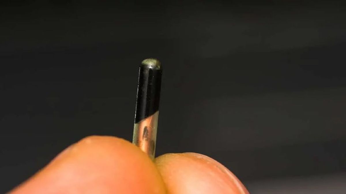 microchip para perros 6