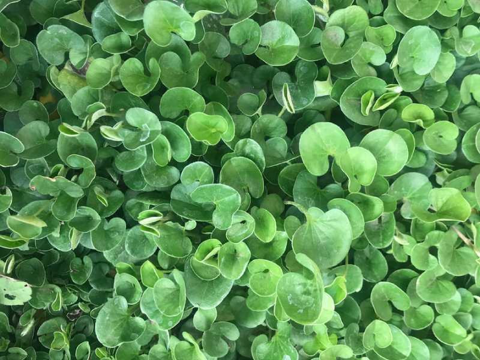 Dichondra repens. Dichondra repens.