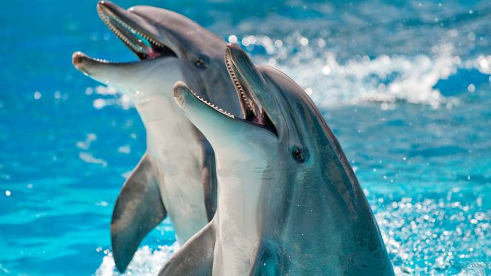 animales inteligentes delfines animales inteligentes delfines