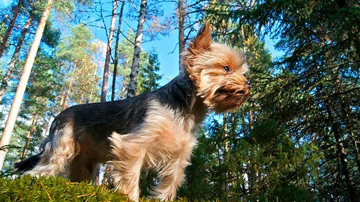 cuidados primavera mascotas 5