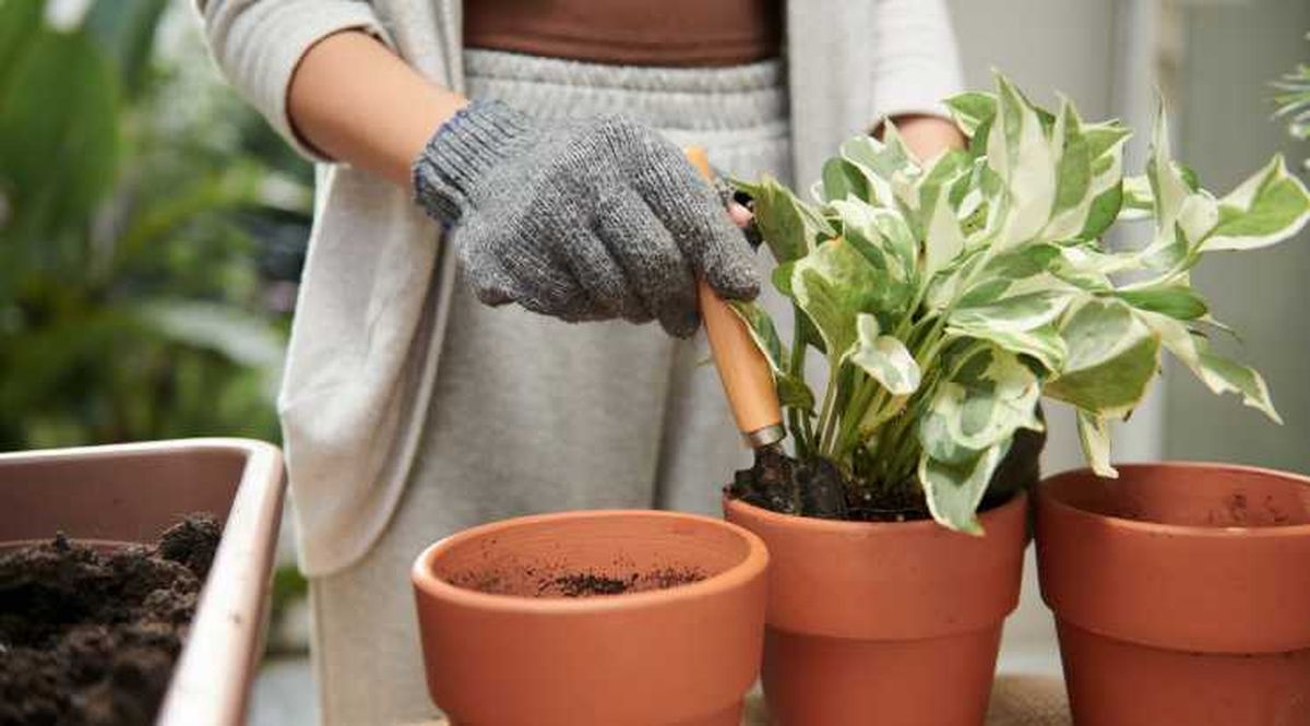 trasplantar poto variegado