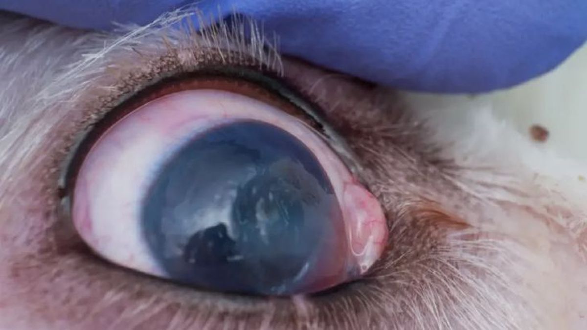 tercer parpado en perros 4