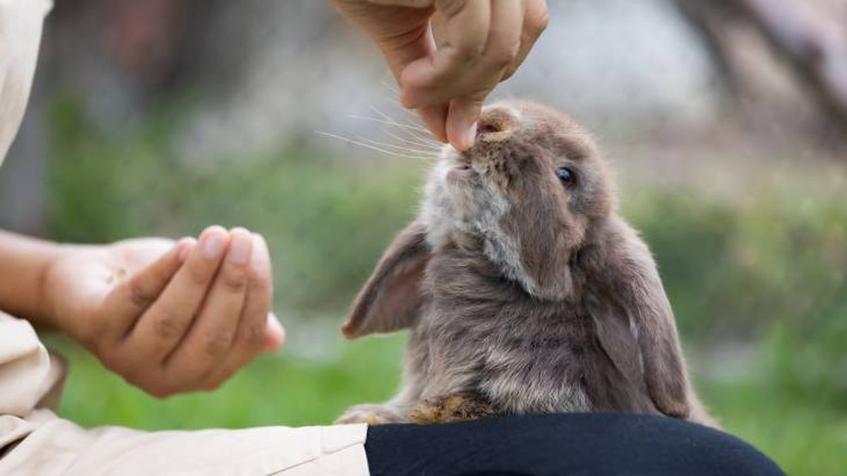 que comen los conejos snacks