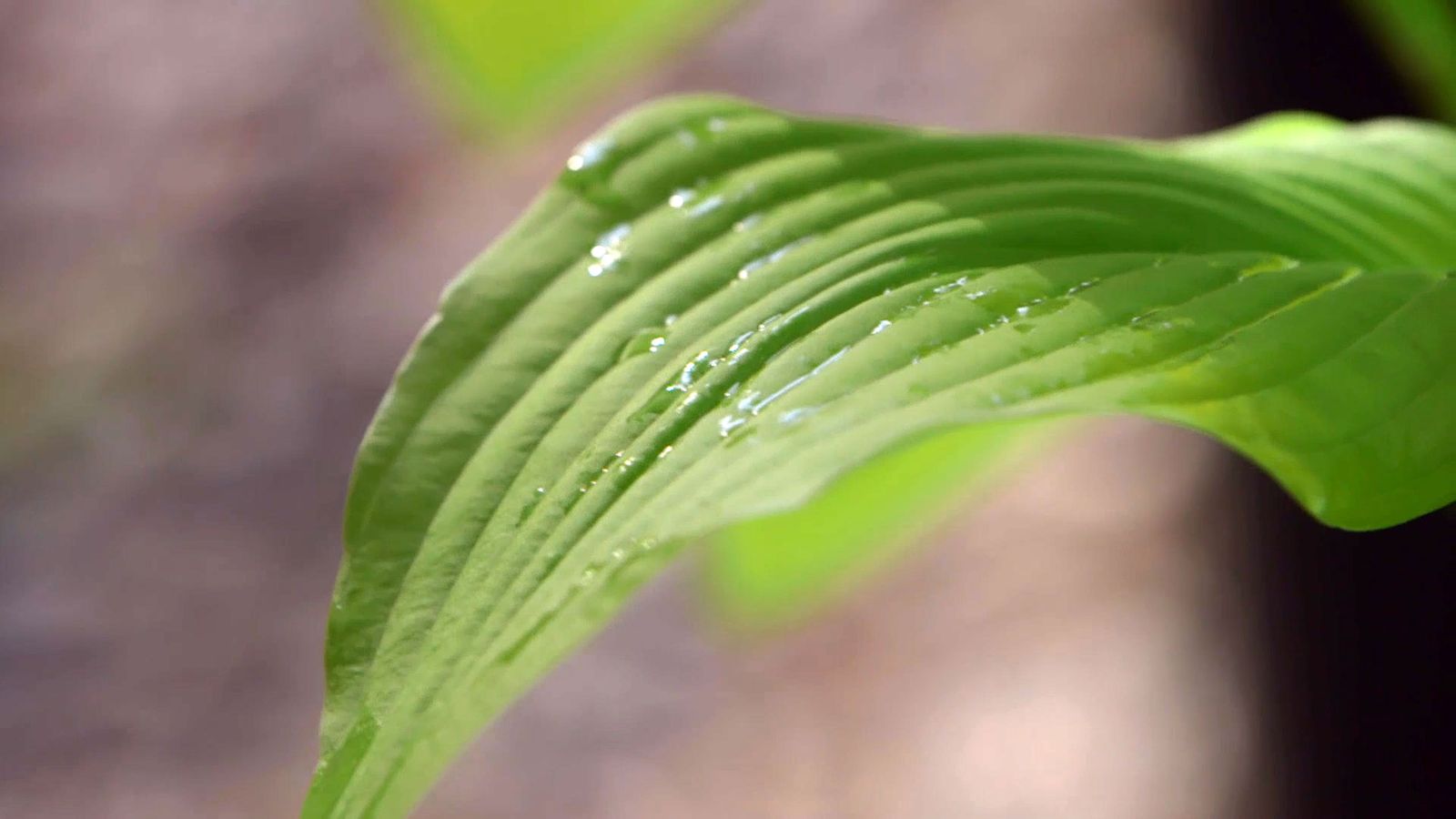 brico 0913 3 reproduccion cuidados hostas variedades hojas hostas detalle brico 0913 3 reproduccion cuidados hostas variedades hojas hostas detalle
