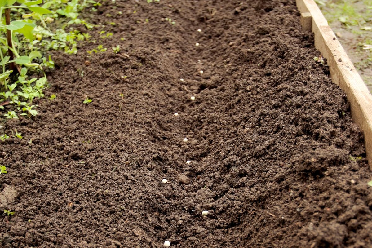 Siembras otoñales: habas, guisantes y ajos
